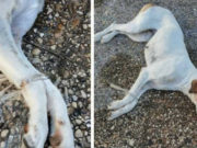 Cagnolina legata per le zampe e lanciata in un cimitero: la denuncia degli animalisti