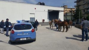 cavallo