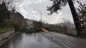 albero_via_delle_puglie