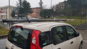 panda_palo_1