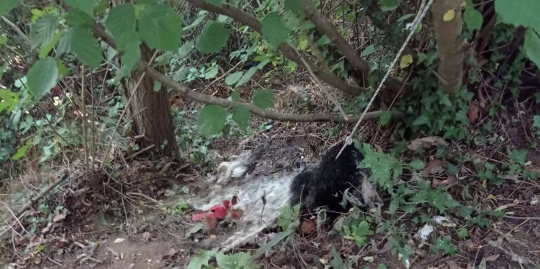 Valle Caudina, cane trovato legato a un albero e morto tra i boschi ...